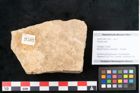Foto (Objekt + Etikett) von Plantae indet.  (NHMW-GEO-2024-0188-11503)